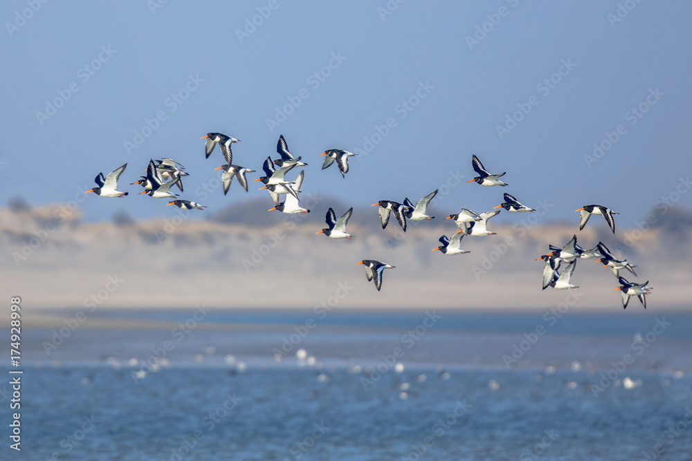 Flock of Pied Ostercatcher