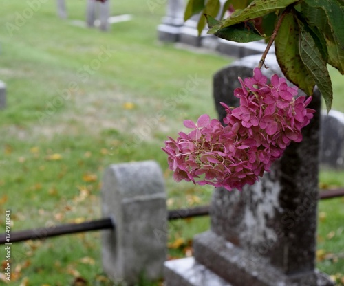 Flower in Graveyard