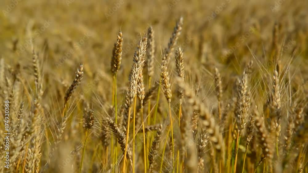 Spikes of ripe wheat close-up. Russia Spikes of ripe wheat close-up. Russia