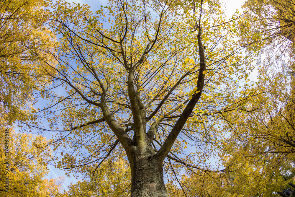 Bassinplatz in Potsdam im Herbst