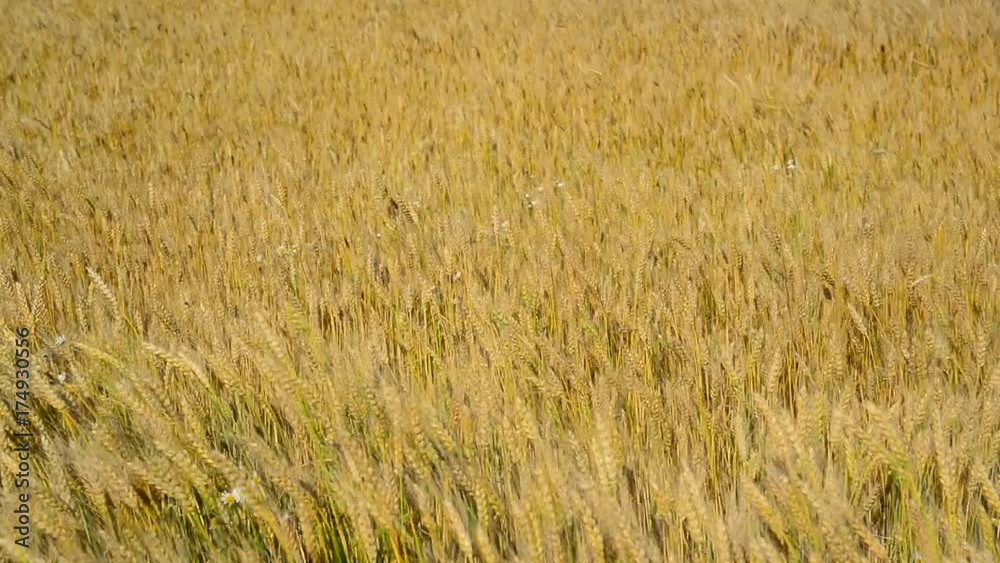 ripe wheat field in August. Russia ripe wheat field in August. Russia