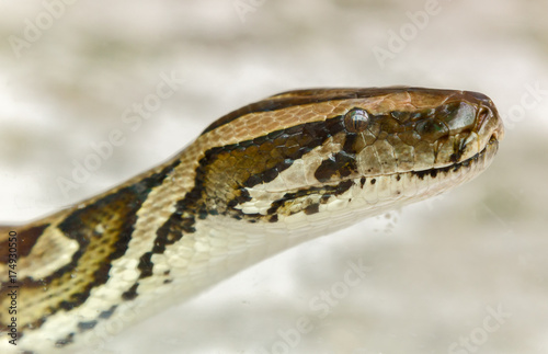 snake boa