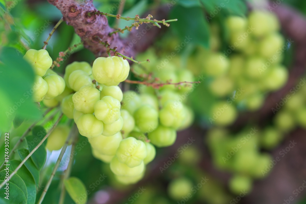 Star gooseberry on tree.