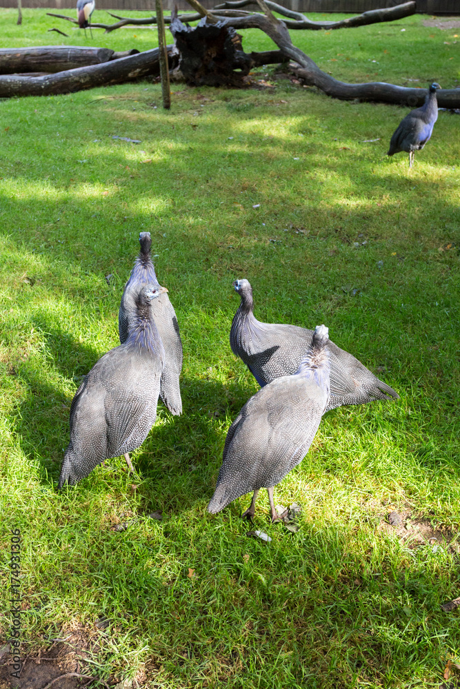 Oiseaux noirs Oiseaux noirs