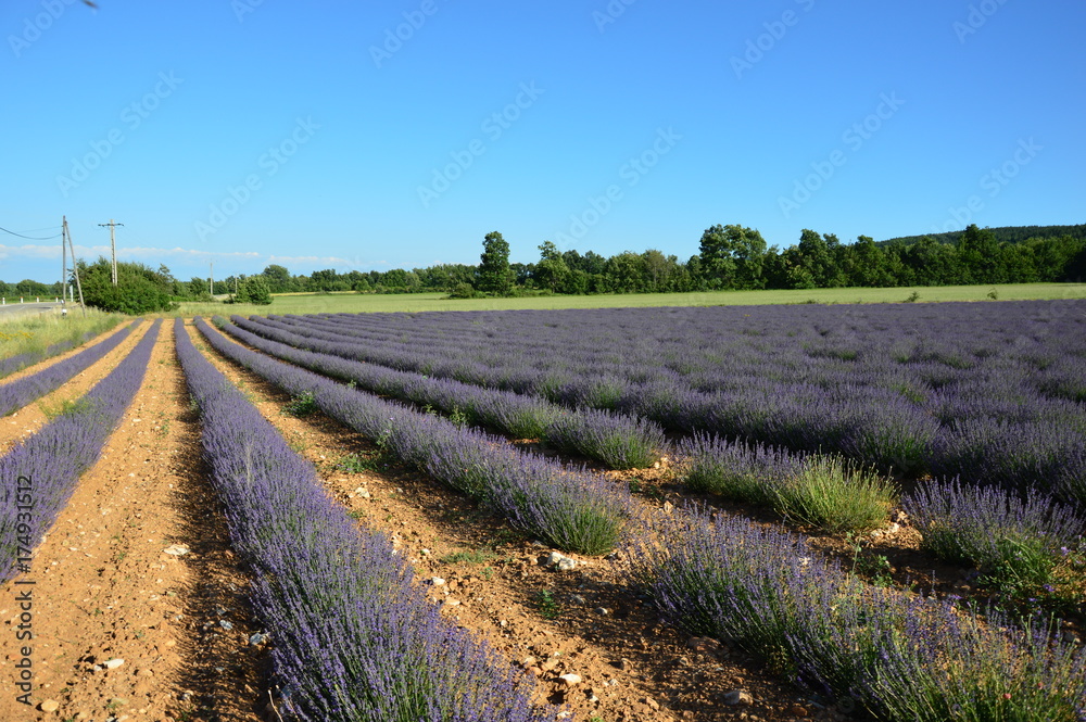 Lavenders in Provence