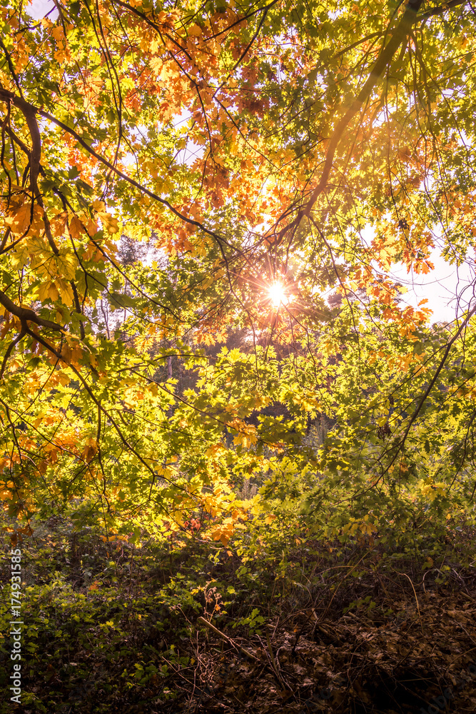 Sun-covered leaves in autumn.