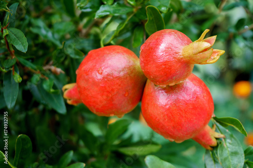 Wallpaper Mural pomegranate fruit growing on a green branch Torontodigital.ca
