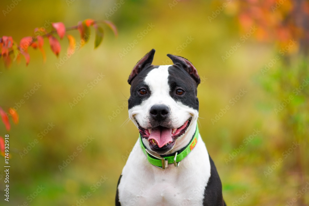 american staffordshire terrier