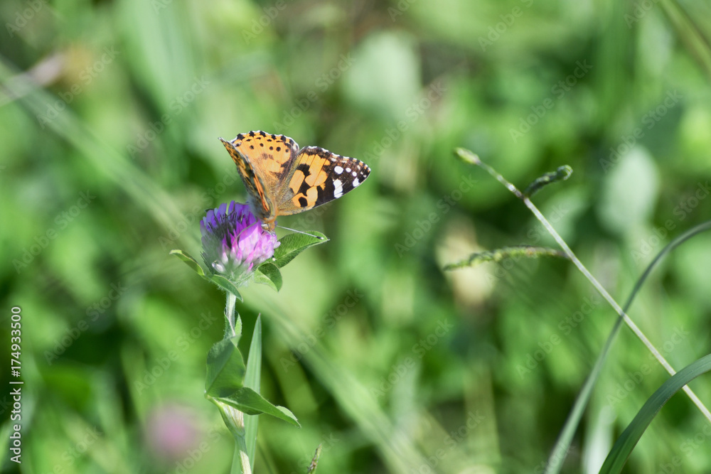 Obraz premium アカツメクサのタテハ蝶