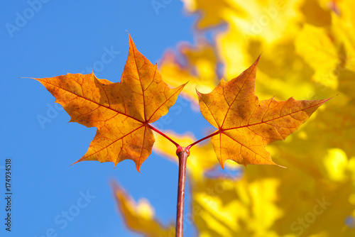 two yellow maple leaves on a branch in the autumn against blue sky background, closeup