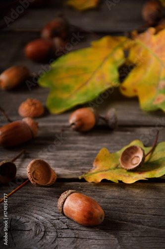 autumn still life in sunlight on a wooden background, acorns, oak fruits, oak leaves on wooden background