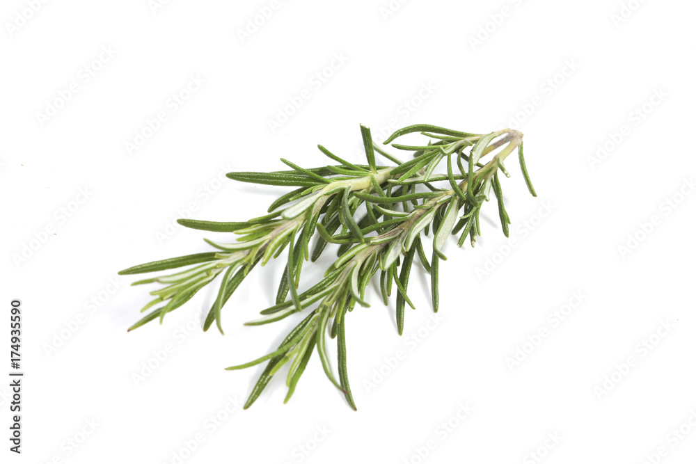 Rosemary twigs on white