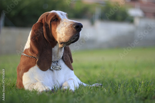 Basset Hound no Parque