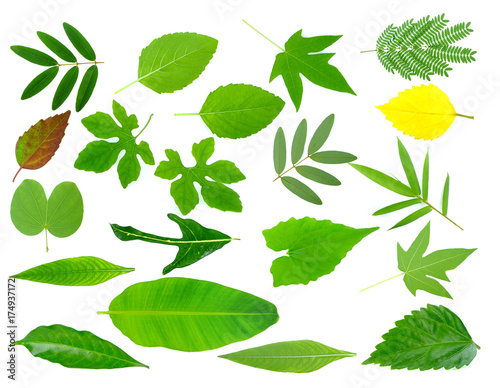 Tropical Leaves on white Background