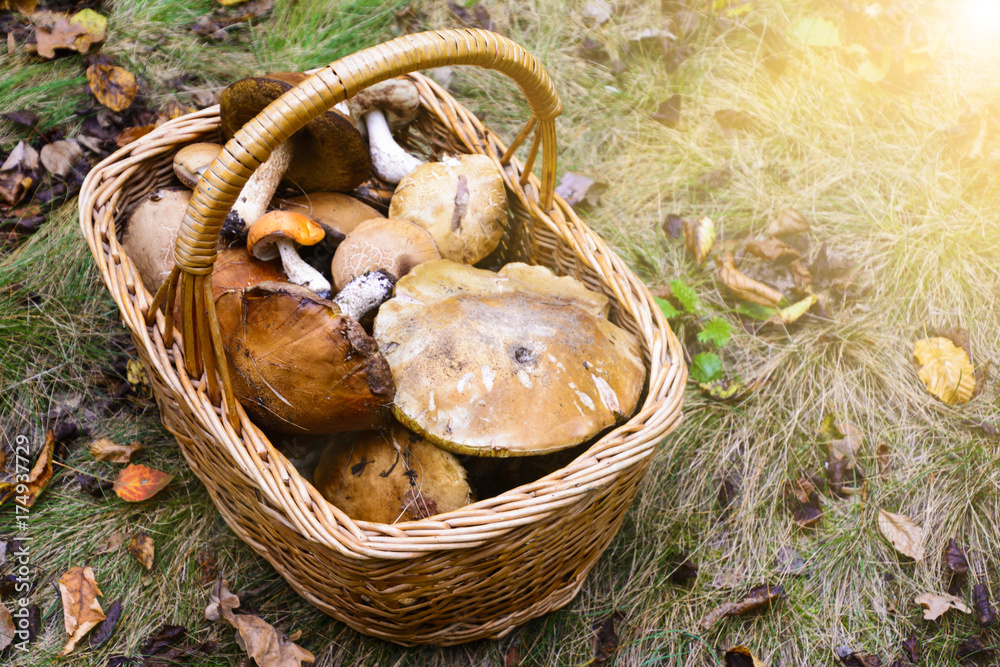 Wicker basket full of various edible kinds of mushrooms in a autumn forest Wicker basket full of various edible kinds of mushrooms in a autumn forest