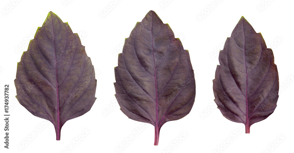 Fototapeta premium basil leaves