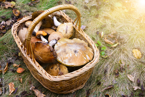Obraz na plátně Wicker basket full of various edible kinds of mushrooms in a autumn forest