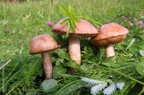 Boletus in the grass in the forest. Search and collection of mushrooms in the forest. Healthy and tasty food.