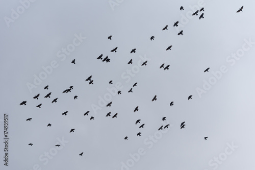 The black birds in flight in sky