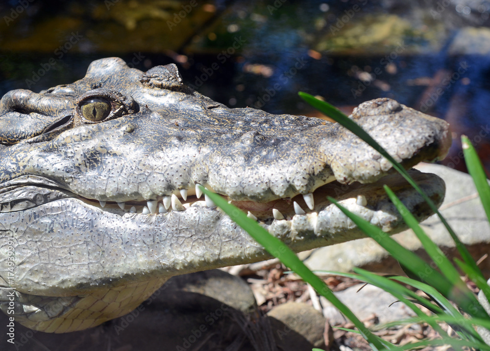 Obraz premium Crocodile closeup showing teeth and jaw
