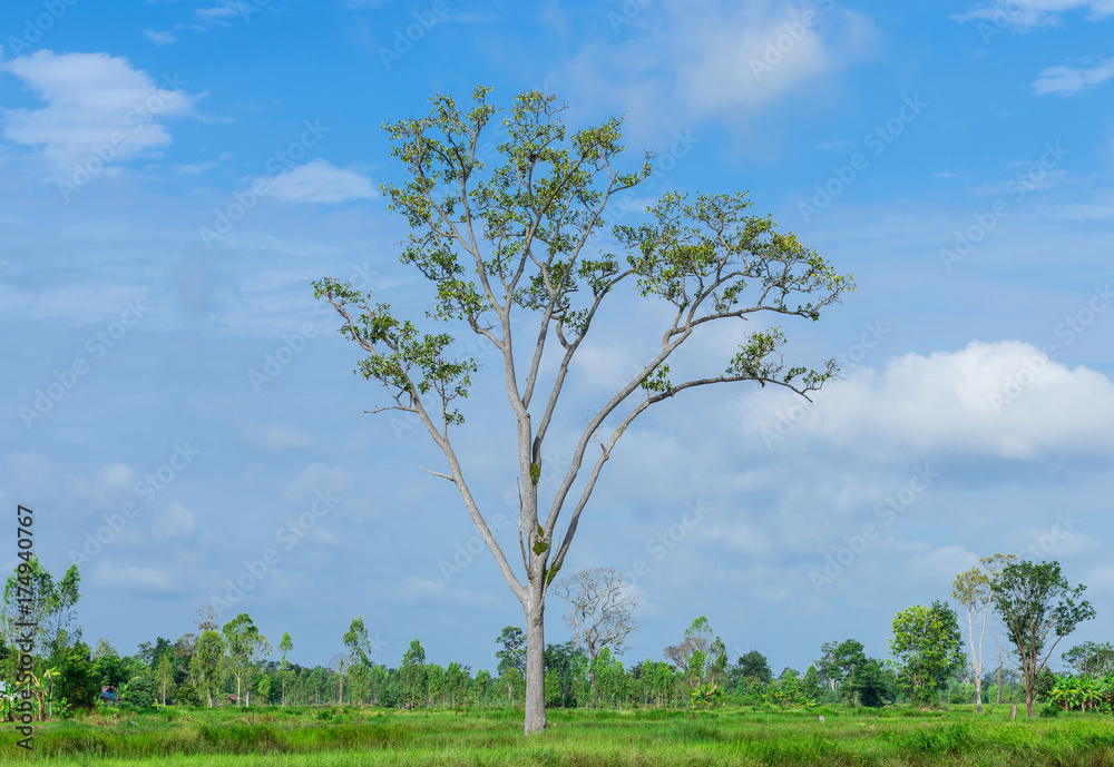 Dipterocarpus intricatus Dyer. The tall of tree in the middle of lush  fields. Stock Photo | Adobe Stock
