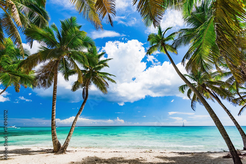 Fototapeta Naklejka Na Ścianę i Meble -  Caribbean palm beach