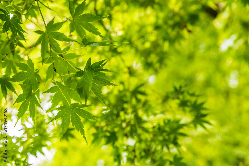 Green maple leaves Green maple leaves
