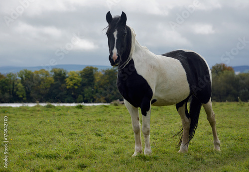 Black and white horse in the field
