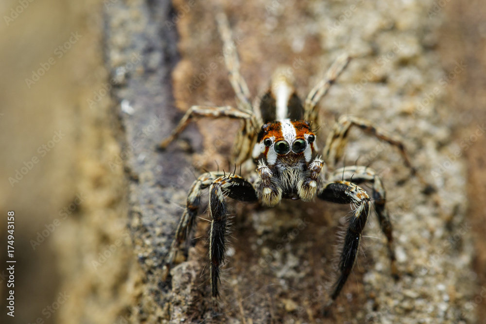 Image of Jumping spiders(Plexippus paykulli) on nature background. Insect. Animal Image of Jumping spiders(Plexippus paykulli) on nature background. Insect. Animal