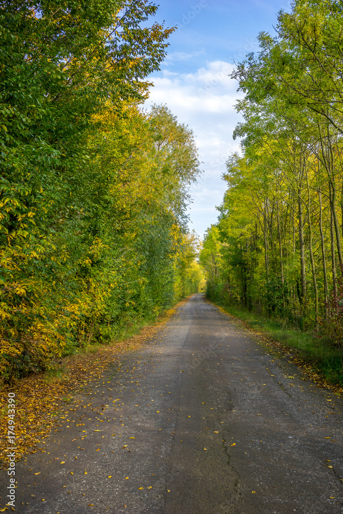 Weg unter herbstlichen Bäumen