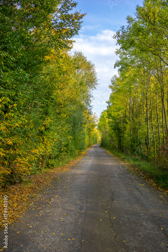 Weg unter herbstlichen Bäumen