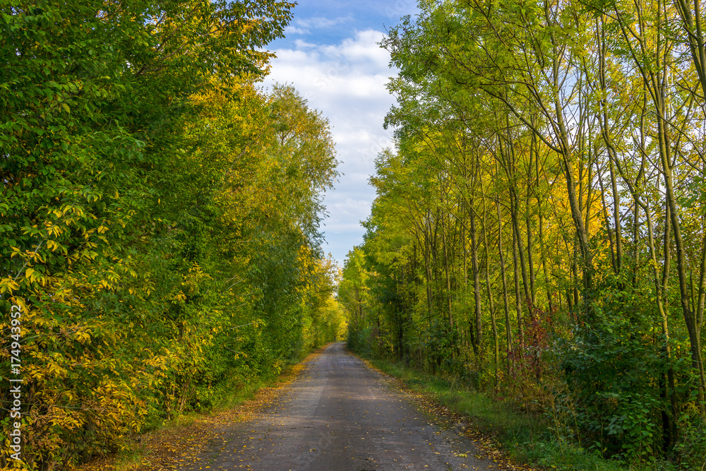 Straße entlang von bunt gefärbten Bäumen im Herbst