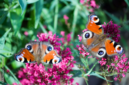 Butterflies on Flowers in Nature during Summer