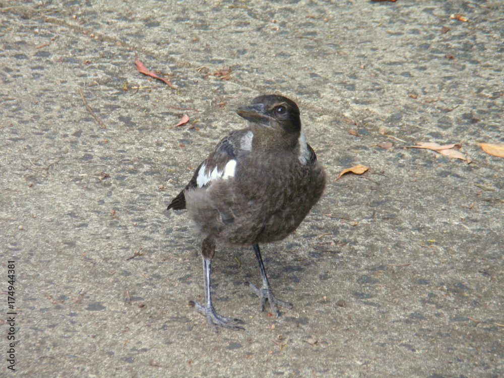 Obraz premium Magpie