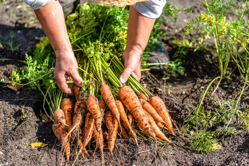 Farmer holding a carrots from the soil, vegetables from local farming, organic produce harvested from the garden, fall harvest