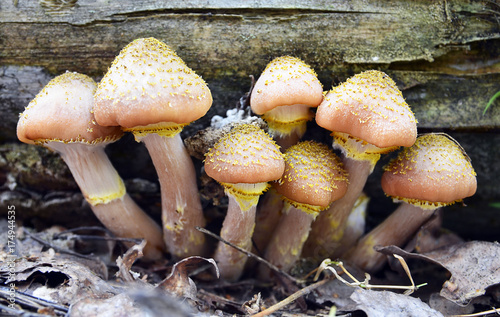 Fényképezés Edible mushrooms honey agaric in the autumn forest