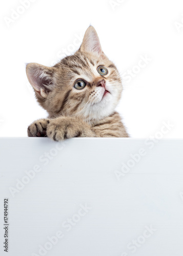 Funny cat kitten peeking out of a blank cardboard, isolated on white background