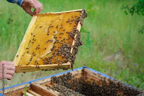 The beekeeper works with bees near the hives. Apiculture.