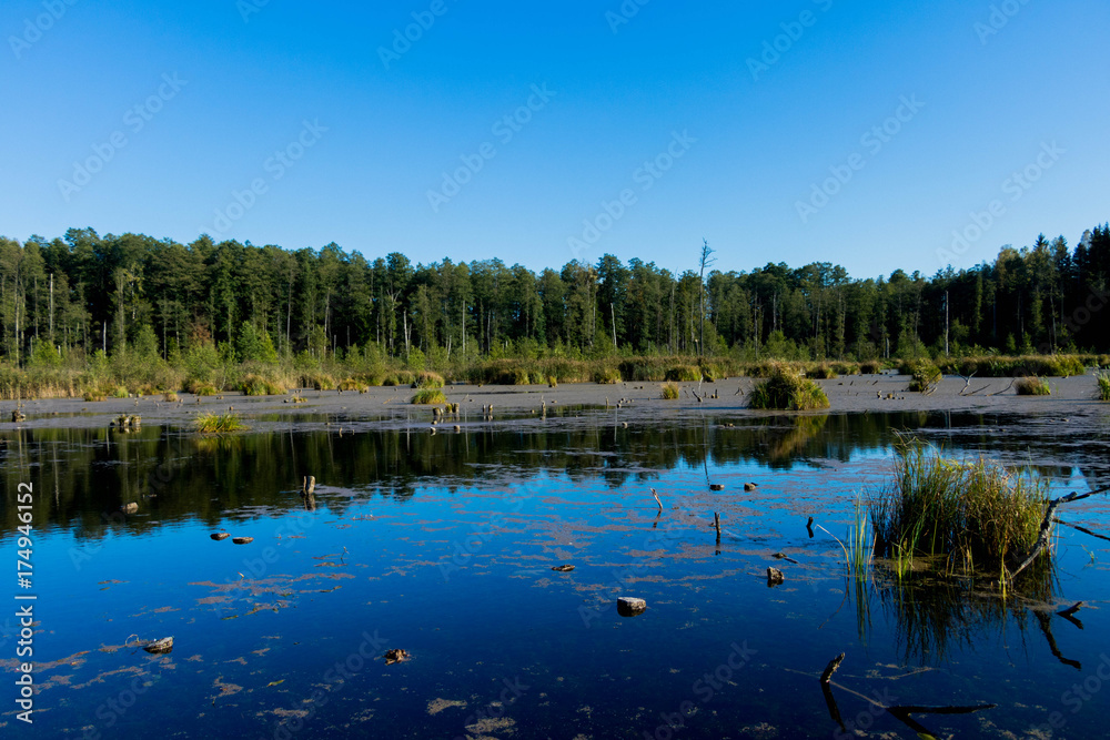 Obraz premium wild backwaters with autumn grass clumps, and blue cloudless sky