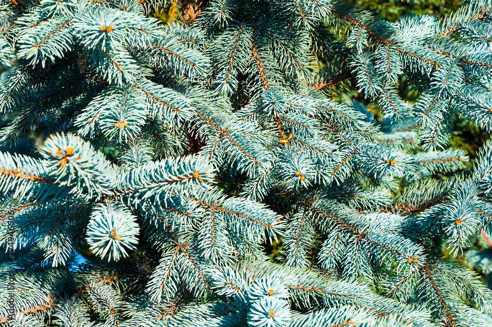 Blue spruce branches