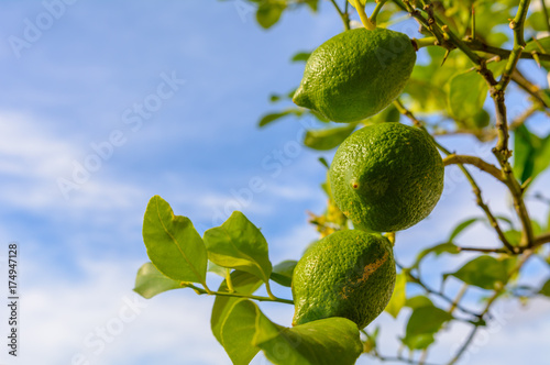 Zitrone am Baum mit textfreiraum auf blauem Himmel 