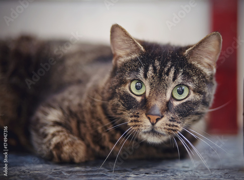 Portrait of a beautiful striped cat.
