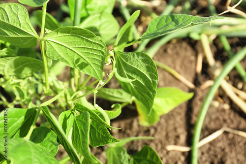Wallpaper Mural Green bean growing in garden Torontodigital.ca