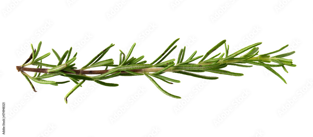 Fototapeta premium fresh rosemary bunch isolated on white background