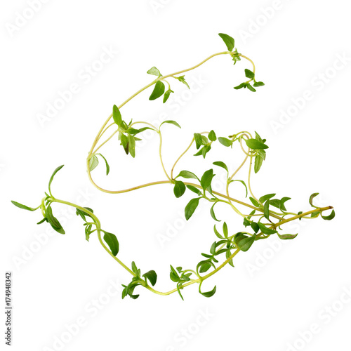 Thyme fresh herb isolated on white background