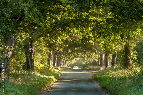 Tree arches across a rural country lane showing nature and roads living in harmony. Sunrise light glowing under the canopy and branches.  photo