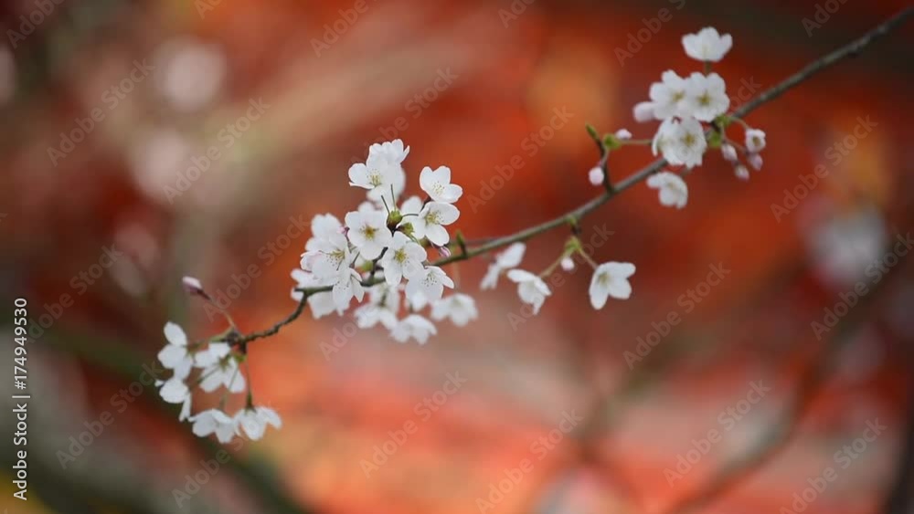 Beautiful cherry blossom with red background of Japanese style pagoda in Kyoto Beautiful cherry blossom with red background of Japanese style pagoda in Kyoto