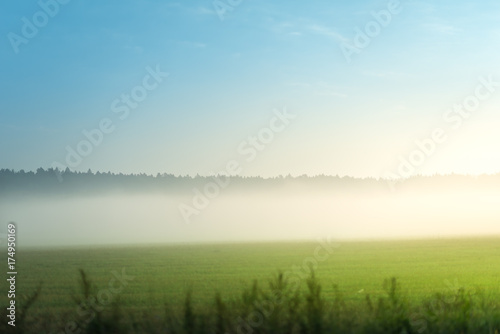 thick morning fog on the summer field. Morning landscape in summer thick fog. dense fog in the morning. early morning. forest hiding in the fog.