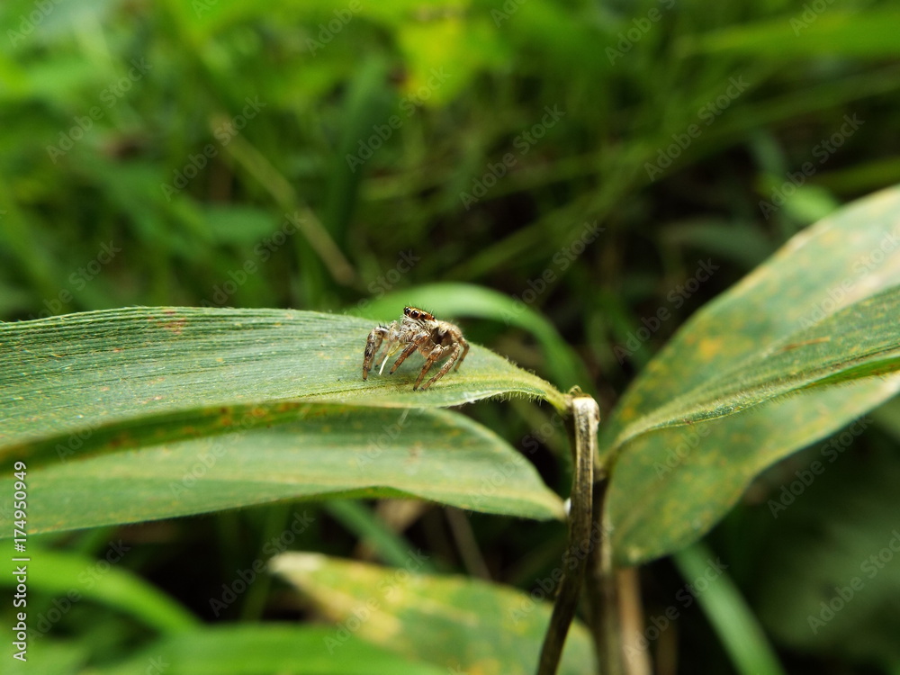ハエトリグモ spider ハエトリグモ spider