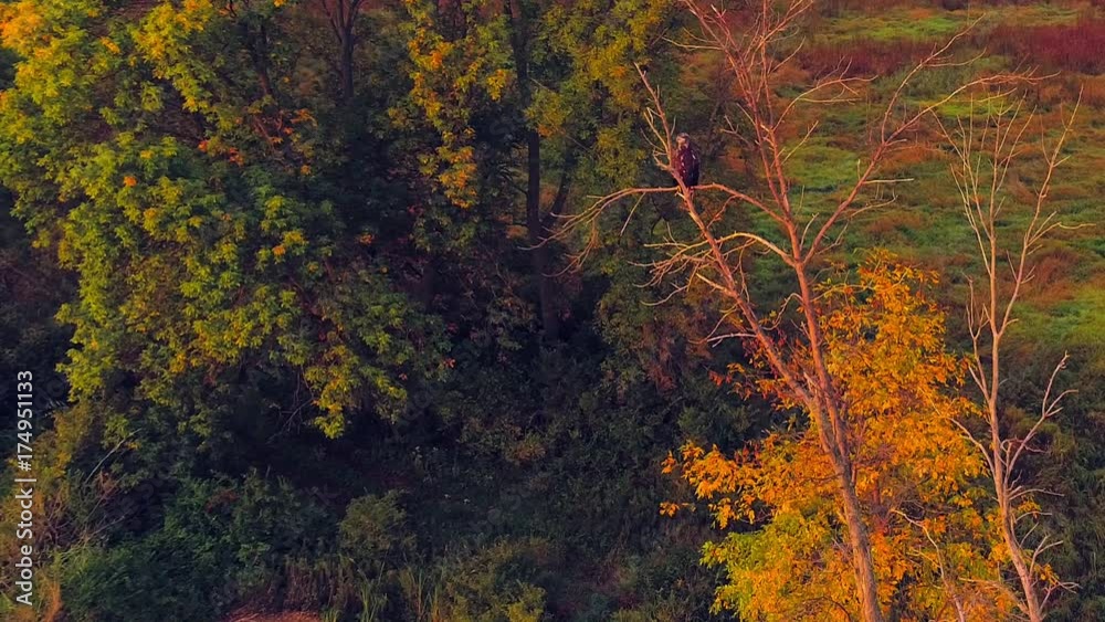 Powerful immature Bald Eagle shakes entire tree as he takes flight from autumn wilderness, aerial view. Powerful immature Bald Eagle shakes entire tree as he takes flight from autumn wilderness, aerial view.